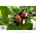 Nee 1 in de wereld Walnut Kernels